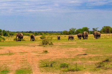 Herd of african elephants in savanna in Serengeti National park in Tanzania