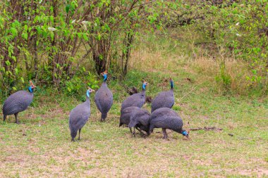 Serengeti Milli Parkı, Tanzanya 'daki yeşil çayır üzerinde miğferli guinafowl (Numida meleagris)