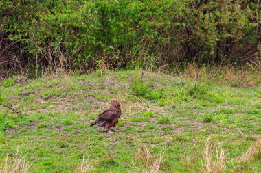 Tawny Eagle (Aquila rapax) Serengeti Ulusal Parkı, Tanzanya 'da çayırda yürüyor