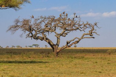Afrika 'nın Tanzanya kentindeki Serengeti Milli Parkı' nda tünemiş başlıklı akbabaya (Necrosyrtes monachus) sahip ağaç