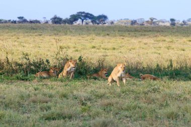Serengeti Milli Parkı, Tanzanya 'da, savanda aslan sürüsü (Panthera leo)