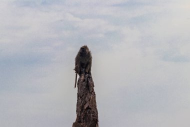 Zeytin babunu (Papio anubis), ayrıca Anubis babunu olarak da bilinir, Tanzanya 'daki Serengeti Ulusal Parkı' nda kurumuş bir ağacın üzerinde oturmaktadır.
