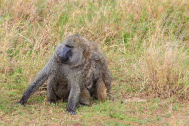 Bir çift zeytin babunu (Papio anubis) Serengeti Ulusal Parkı, Tanzanya 'da savanada birlikte oturuyorlar.