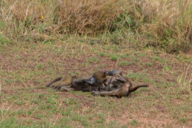 Serengeti Milli Parkı, Tanzanya 'da iki genç zeytin babunu (Papio anubis) oynuyor.