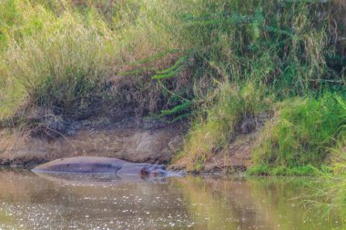 Su aygırı (Hippopotamus amfibi), Tanzanya 'daki Serengeti Ulusal Parkı' nda bir nehirdir. Afrika 'nın vahşi yaşamı