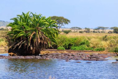 Serengeti Ulusal Parkı, Tanzanya 'da bir nehirde bir grup su aygırı (Hippopotamus amfibi). Afrika 'nın vahşi yaşamı