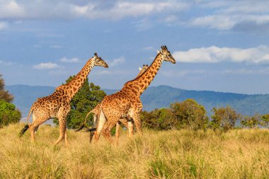 Tanzanya 'daki Ngorongoro Koruma Alanı' nda yürüyen bir grup zürafa. Afrika 'nın vahşi yaşamı