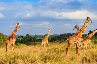 Group of giraffes walking in Ngorongoro Conservation Area in Tanzania. Wildlife of Africa