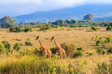 Pair of giraffes walking in Ngorongoro Conservation Area in Tanzania. Wildlife of Africa