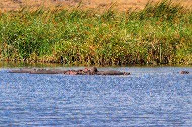 Bir grup su aygırı (Hippopotamus amfibi) Ngorongoro Krateri ulusal parkında bir gölde, Tanzanya