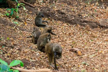 Group of olive baboons (Papio anubis), also called the Anubis baboons, in Lake Manyara National Park in Tanzania