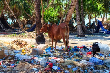 Zebu sığırları çöp yığınının içinde duruyor. Zanzibar, Tanzanya