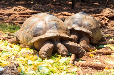 Bir çift dev Aldabra kaplumbağası, Tanzanya 'daki Zanzibar Adası' nda.