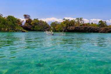 Mangrovlar Kwale adasının göletinde. Bu, Tanzanya 'nın güneyinde, Zanzibar' da küçük bir ada.