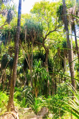 Tanzanya 'nın Zanzibar kentindeki Jozani ormanının manzarası