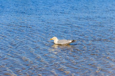 Martı Baltık denizinde yüzüyor.