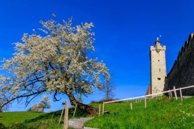 Lucerne Duvarı 'nda (Musegg Wall) kule ve baharda İsviçre' nin Lucerne şehrinde çiçek açan kiraz ağacı.