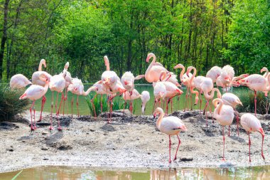 Küçük flamingo sürüsü (Phoenicoparrus minör) bir gölde