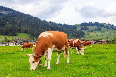 İsviçre 'nin İsviçre Alpleri' ndeki yeşil bir çayırda otlayan inek sürüsü.
