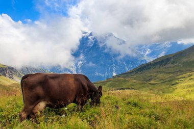 İsviçre 'nin İsviçre Alpleri' ndeki yeşil bir çayırda inekler otluyor.
