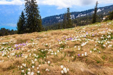 İsviçre Alplerinde ilkbaharda açan yabani mor ve beyaz Crocus alp çiçekleri. Niederhorn, İsviçre. Çiçekleri açan güzel İsviçre dağları manzarası