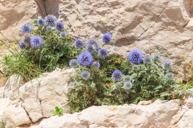 Blue Great Globe Thistle veya Pale Globe Thistle (Echinops sphaerocephalus) kayalarda yetişiyor.