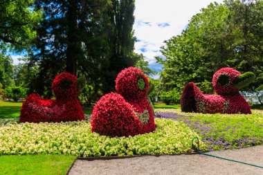 Çiçek adasındaki ördekler Constance Gölü 'ndeki Mainau, Almanya