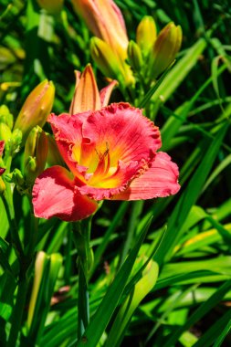 Bahçede güzel bir gün