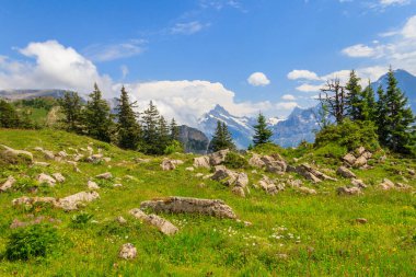 Karla kaplı İsviçre Alpleri ve İsviçre 'nin Bernese Oberland kentindeki Schynige Platte yakınlarında yeşil çiçekli alp çayırlarının panoramik manzarası