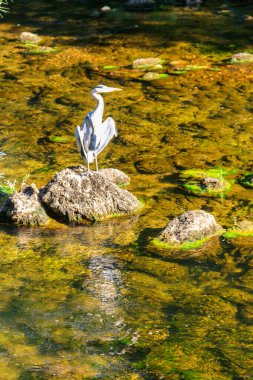 Bir nehirde gri balıkçıl (Ardea cinerea)
