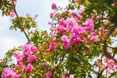 Crape mersin çiçekleri (Lagerstroemia indica)