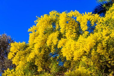 Mavi gökyüzüne karşı çiçek açan sarı mimoza ağacı