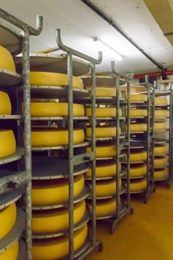 Peynirli mandıra deposu. Rafları peynirle dolu.