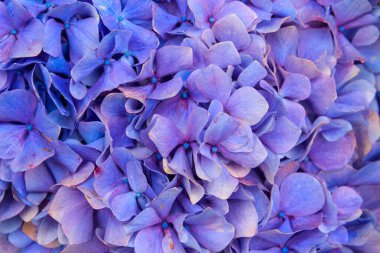 Mavi ortanca çiçeğinin yakın çekimi. Zarif çiçek arkaplanı