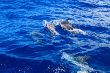 Atlantik benekli yunusu (Stenella frontalis), Atlantik Okyanusu, Funchal, Madeira, Portekiz 'de yüzer.
