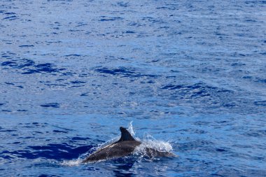 Atlantik benekli yunusu (Stenella frontalis), Atlantik Okyanusu, Funchal, Madeira, Portekiz 'de yüzer.
