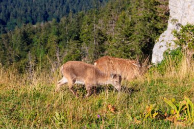 Bebekli Alpine Ibex (Capra dağ keçisi) Creux du Van, Neuchatel kantonu, İsviçre