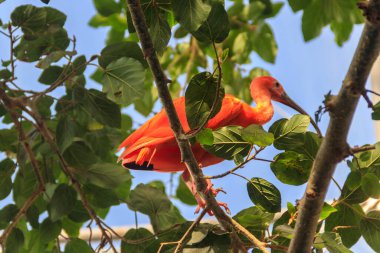 Bir ağacın üzerindeki kızıl aynak (Eudocimus ruber)