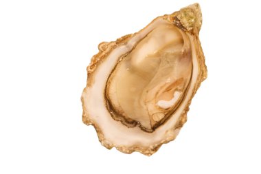 Beyaz bir arka plan üzerinde izole istiridye