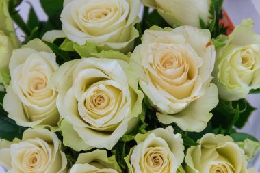 Beyaz güllerin arka planı