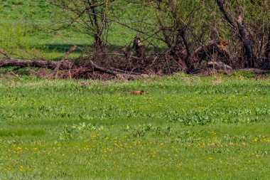 Çayırdaki yeşil çimlerdeki sülün.