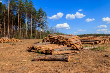 Yığılmış ağaç gövdeleri çam ormanlarındaki kereste endüstrisi tarafından devrilmiş.