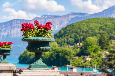 İsviçre Alpleri 'nin arka planında süslü bir saksıda canlı kırmızı sardunya çiçekleri açıyor.