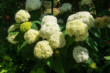 Bahçedeki güzel beyaz çiçek açan ortanca