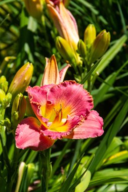 Bahçede güzel bir gün