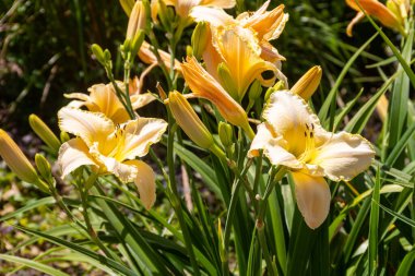 Bahçede güzel bir gün