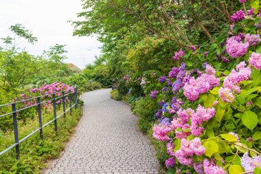 Almanya 'nın Constance Gölü' ndeki Mainau adasında çiçek açan güzel mavi ve mor ortanca çiçekleri (Hydrangea makrophylla)