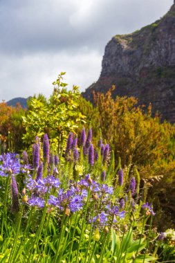 Portekiz 'in Madeira adasındaki Madeira adasında bulunan Nil Dağları' nda bulunan Mavi zambak, Afrika zambağı ya da Nilüfer zambağı olarak da bilinen Mor Madeira Gururu (Echium adayları) ve Ortak agapanthus (Agapanthus praecox) çiçekleri.