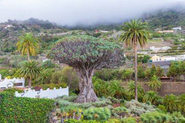 Tenerife, Kanarya Adaları 'ndaki Icod de los Vinos kasabasındaki Antik Ejderha Ağacı (Drago Milenario). Tenerife 'nin sembolü, dünyada yaşayan en büyük ve en yaşlı Dracaena Draco.