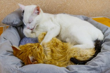 Yumuşak kedi yataklarında yatan iki kedi.